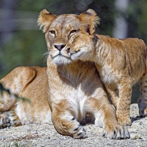 Preview wallpaper lioness, cub, family, cute, care, big cat