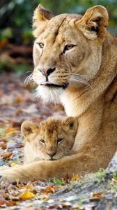 Preview wallpaper lioness, cub, grass, sit