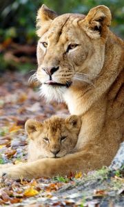 Preview wallpaper lioness, cub, grass, sit