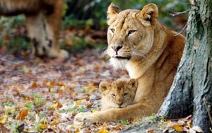 Preview wallpaper lioness, cub, grass, sit