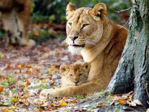 Preview wallpaper lioness, cub, grass, sit