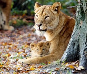 Preview wallpaper lioness, cub, grass, sit