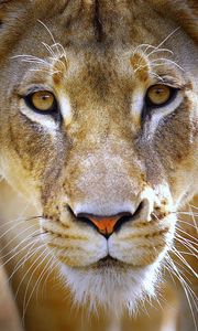 Preview wallpaper lioness, face, eyes, predator