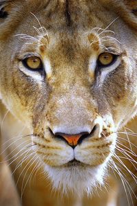 Preview wallpaper lioness, face, eyes, predator