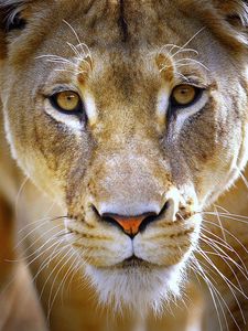 Preview wallpaper lioness, face, eyes, predator