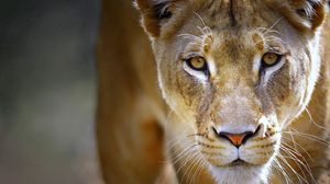 Preview wallpaper lioness, face, eyes, predator