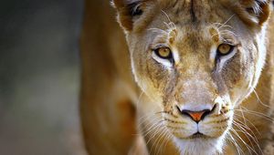 Preview wallpaper lioness, face, eyes, predator