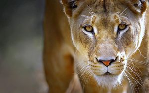 Preview wallpaper lioness, face, eyes, predator