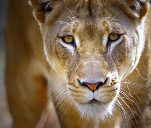 Preview wallpaper lioness, face, eyes, predator