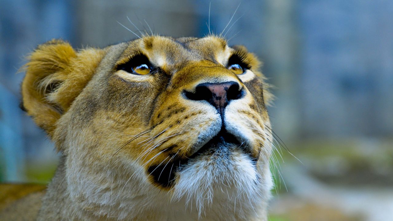 Wallpaper lioness, face, look, up
