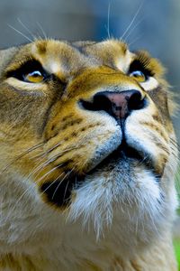 Preview wallpaper lioness, face, look, up