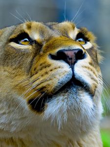 Preview wallpaper lioness, face, look, up