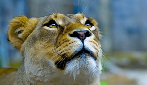 Preview wallpaper lioness, face, look, up