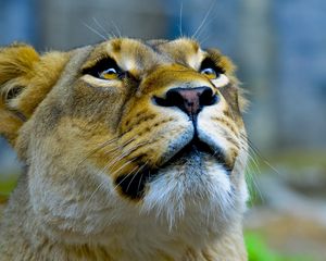 Preview wallpaper lioness, face, look, up