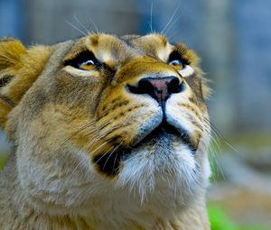 Preview wallpaper lioness, face, look, up