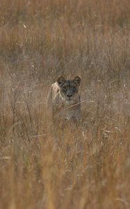 Preview wallpaper lioness, field, grass, hunting