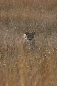 Preview wallpaper lioness, field, grass, hunting