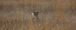 Preview wallpaper lioness, field, grass, hunting