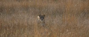 Preview wallpaper lioness, field, grass, hunting