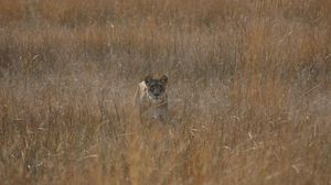 Preview wallpaper lioness, field, grass, hunting