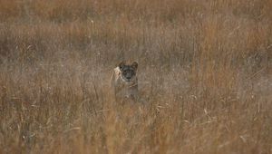 Preview wallpaper lioness, field, grass, hunting