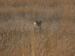 Preview wallpaper lioness, field, grass, hunting