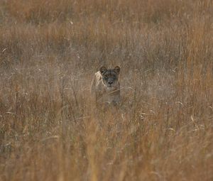 Preview wallpaper lioness, field, grass, hunting