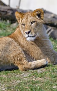 Preview wallpaper lioness, glance, animal, predator, big cat