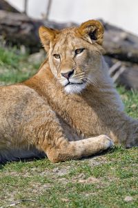 Preview wallpaper lioness, glance, animal, predator, big cat