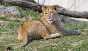 Preview wallpaper lioness, glance, animal, predator, big cat
