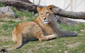 Preview wallpaper lioness, glance, animal, predator, big cat