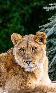 Preview wallpaper lioness, glance, big cat, beast, wildlife