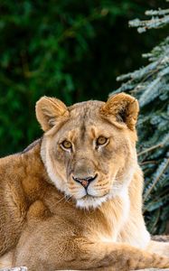 Preview wallpaper lioness, glance, big cat, beast, wildlife