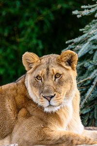 Preview wallpaper lioness, glance, big cat, beast, wildlife