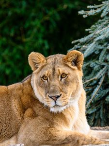 Preview wallpaper lioness, glance, big cat, beast, wildlife