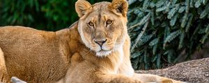 Preview wallpaper lioness, glance, big cat, beast, wildlife