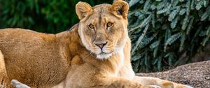Preview wallpaper lioness, glance, big cat, beast, wildlife