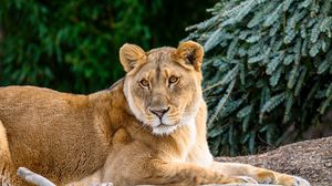 Preview wallpaper lioness, glance, big cat, beast, wildlife