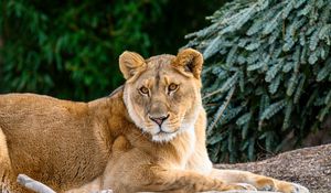 Preview wallpaper lioness, glance, big cat, beast, wildlife
