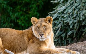 Preview wallpaper lioness, glance, big cat, beast, wildlife