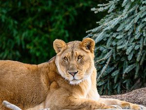 Preview wallpaper lioness, glance, big cat, beast, wildlife