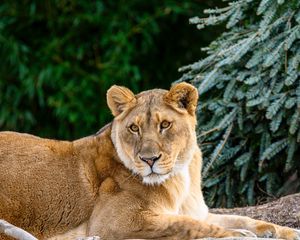 Preview wallpaper lioness, glance, big cat, beast, wildlife