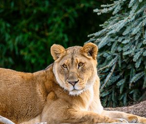 Preview wallpaper lioness, glance, big cat, beast, wildlife