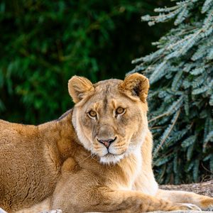 Preview wallpaper lioness, glance, big cat, beast, wildlife