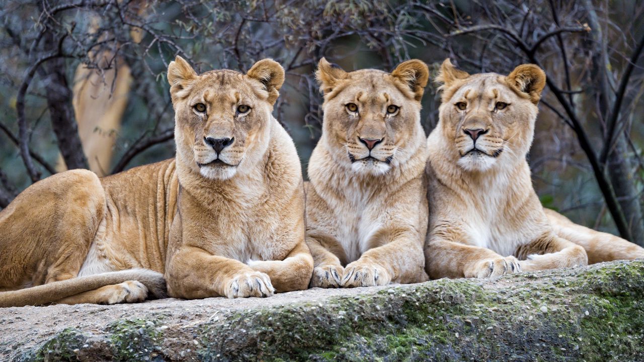 Wallpaper lioness, glance, big cat, predator