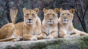 Preview wallpaper lioness, glance, big cat, predator