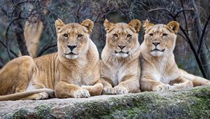 Preview wallpaper lioness, glance, big cat, predator