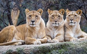 Preview wallpaper lioness, glance, big cat, predator