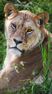 Preview wallpaper lioness, glance, grass, animal, predator