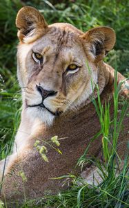 Preview wallpaper lioness, glance, grass, animal, predator